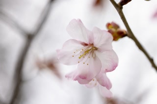 「オオヤマザクラ(エゾヤマザクラ,ベニヤマザクラ)」のサムネイル画像