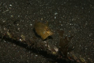 「アミメハギ」のサムネイル画像