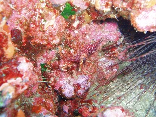 「サラサエビ」のサムネイル画像