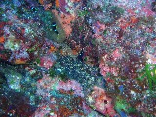 「ミツボシクロスズメダイ(Three-spot Humbug)」のサムネイル画像