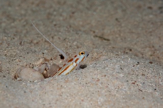「ヤシャハゼ(White-rayed shrimp goby)」のサムネイル画像