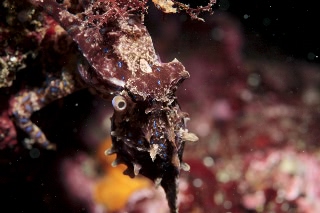 「ヒョウモンダコ(豹紋ダコ)」のサムネイル画像