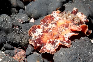 「クモガタウミウシ」のサムネイル画像