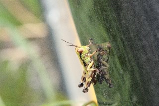 「バッタ」のサムネイル画像