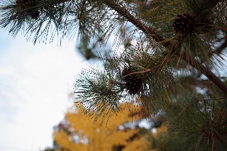 「無題」のサムネイル画像