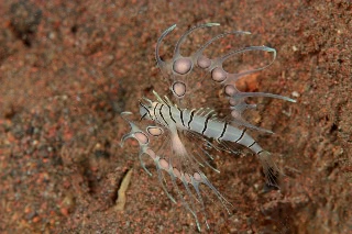 「ハナミノカサゴ」のサムネイル画像