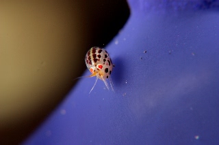 「ホテイヨコエビ科の一種」のサムネイル画像