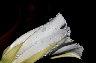 「ヨルガオ」のサムネイル画像