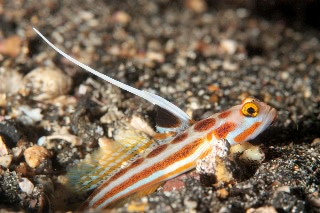 「ヤシャハゼ(White-rayed shrimp goby)」のサムネイル画像