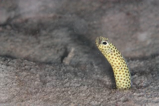 「taylor's garden eel(テイラーズガーデンイール)」のサムネイル画像