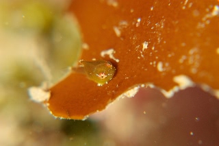 「ダンゴウオ(Lumpfish)」のサムネイル画像