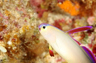 「アケボノハゼ(Purple fire Goby)」のサムネイル画像