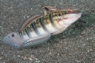 「サラサハゼ(White-barred Goby)」のサムネイル画像