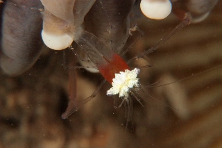 「エリマキテナガエビ(コロールアネモネシュリンプ,korore anemone shrimp)」のサムネイル画像