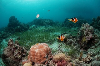 「クマノミ(Anemonefish)」のサムネイル画像