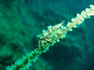 「イボイソバナガニ」のサムネイル画像