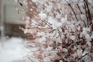 「ドウダンツツジ」のサムネイル画像