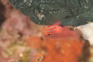 「レッドラインピグミーゴビー(Stripehead dwarfgoby,redline pygmy-goby)」のサムネイル画像