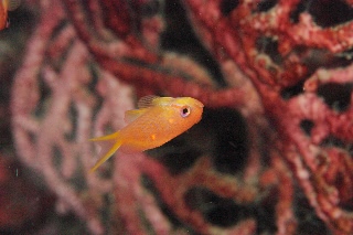 「キンギョハナダイ(日本)(Japanese Lyre-tail Basslet)」のサムネイル画像