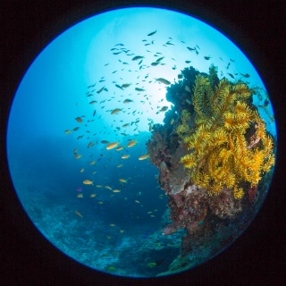 「メラネシアンアンティアス(Meranesian anthias)」のサムネイル画像