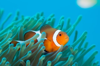 「カクレクマノミ(Western Clown Anemonefish)」のサムネイル画像