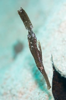 「カミソリウオ」のサムネイル画像