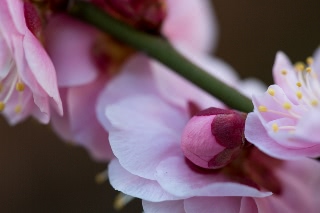 「ウメ」のサムネイル画像