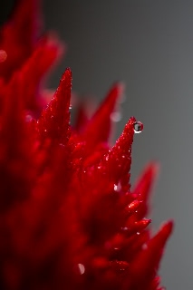 「ケイトウ(鶏頭)」のサムネイル画像