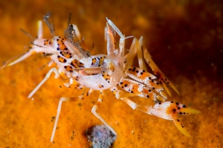 「トゲツノメエビ」のサムネイル画像