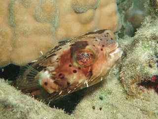 「ハリセンボン(Balloonfish)」のサムネイル画像