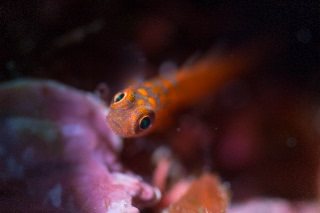 「無題」のサムネイル画像