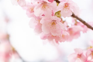 「ヨコハマヒザクラ(横浜緋桜)」のサムネイル画像