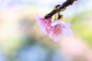 「カンヒザクラ(寒緋桜,ヒカンザクラ)」のサムネイル画像