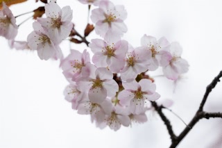 「オオヤマザクラ(エゾヤマザクラ,ベニヤマザクラ)」のサムネイル画像