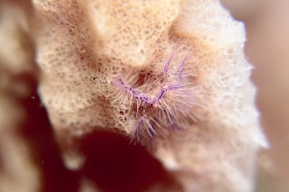 「サクラコシオリエビ(ピンクスクワットロブスター,Hairy squat lobster)」のサムネイル画像