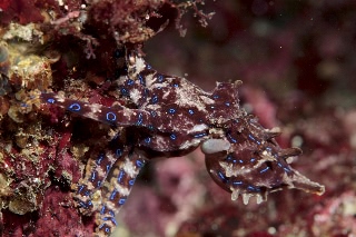 「ヒョウモンダコ(豹紋ダコ)」のサムネイル画像