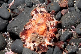 「クモガタウミウシ」のサムネイル画像