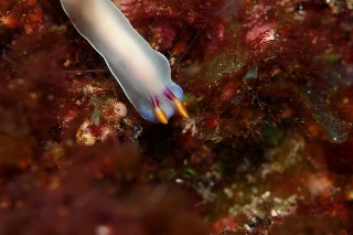 「ゾウゲイロウミウシ」のサムネイル画像