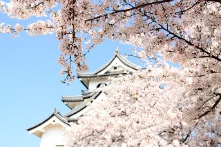 「ソメイヨシノ(染井吉野)」のサムネイル画像