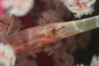 「アカヤガラ」のサムネイル画像