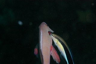 「キンギョハナダイ(Indian)(Indian Lyre-tail Basslet)」のサムネイル画像