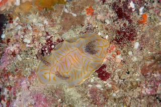 「キスジカンテンウミウシ」のサムネイル画像