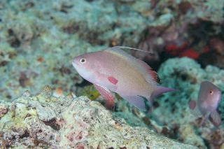 「キンギョハナダイ(Indian)(Indian Lyre-tail Basslet)」のサムネイル画像