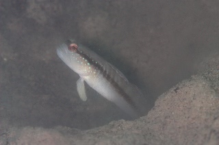 「クロオビハゼ」のサムネイル画像