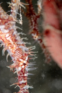 「ニシキフウライウオ(Ghost pipe fish)」のサムネイル画像