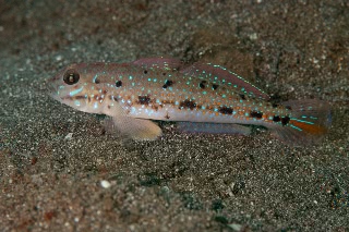 「ケショウハゼ」のサムネイル画像