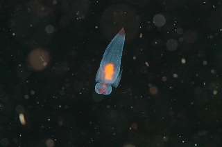 「ハダカカメガイ(クリオネ)」のサムネイル画像