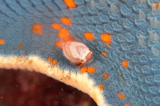 「ホテイウオ(ゴッコ)」のサムネイル画像