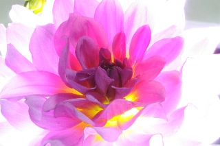 「ダリア(テンジクボタン,天竺牡丹,dahlia)」のサムネイル画像