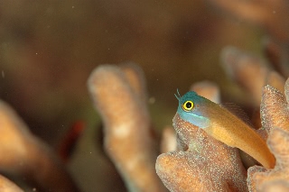 「yellow-eyed combtooth blenny」のサムネイル画像